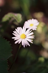 Fine Art Photograph