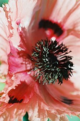 Fine Art Photograph