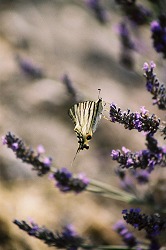 Fine Art Photograph