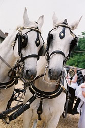 Horses